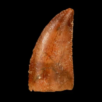 0.8" Abelisaur Serrated Tooth Fossil Cretaceous Age Dinosaur Morocco COA - Image 1 of 4