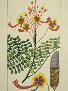 DESCOURTILZ Poincillade GRAVURE Gabriel BOTANIQUE XIX° - Imagen 1 de 4
