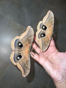4x Live Polyphemus Moth cocoons (Antheraea Polyphemus)