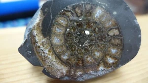 GEOLOGICAL ENTERPRISES JURASSIC AMMONITE FOSSIL DACTYLIOCERAS COMMUNE B - Picture 1 of 4