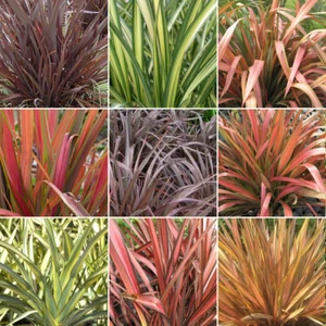 5 X Phormium Plant Mix - High Quality Established Plants in Pots UK Grown - Picture 1 of 3