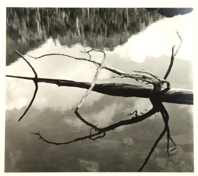 Brett Weston "ÁRBOL EN EL AGUA" - 1973 Vintage Firmado 11X14 Gelatina Plata Foto 1 de 3