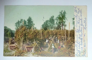 1907 Postcard Agriculture Scene HOP PICKING For Beer Sent From Tacoma WA - Picture 1 of 2