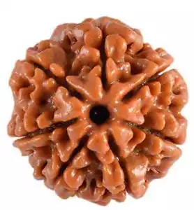 7 Mukhi Rudraksha Beads Seven Face Rudraksh Nepal Origin A+ Quality 100% Real - Picture 1 of 3