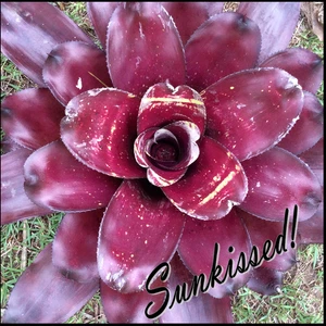 Neo DESERT ROSE - Medium Sized Grower - Neoregelia / Bromeliad - Picture 1 of 9
