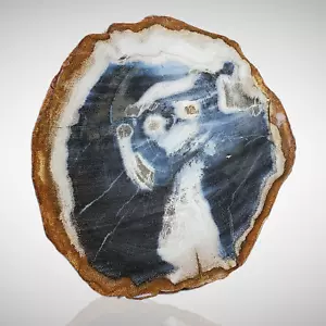 766 Gr AMAZING PICTORIAL PETRIFIED WOOD SLICE POLISHED FROM INDONESIA - Picture 1 of 5