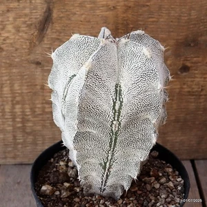 D4964 ASTROPHYTUM ORNATUM ONZUKA maceta 14-H16-W11 cm MaMa Cactus - Imagen 1 de 4