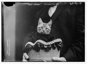 8" x 10" Photo Paris-London Moissant's cat - Picture 1 of 1