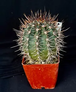 Echinopsis melanopotamica, cactus plant - Picture 1 of 5
