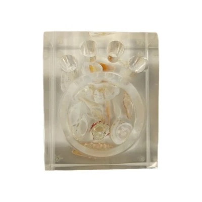 Cepillo de dientes acrílico transparente Lucite y soporte para tazas conchas marinas en rodajas náuticas Foto 1 de 4