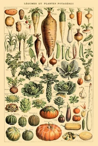 VINTAGE VEGETABLES BOTANICAL A4 POSTER PRINT - Picture 1 of 1
