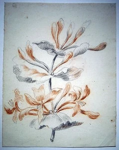 1780 SPLENDIDO DISEGNO A COLORI AZALEE AZALEA SU CARTA FILIGRANA PRO PATRIA - Picture 1 of 1