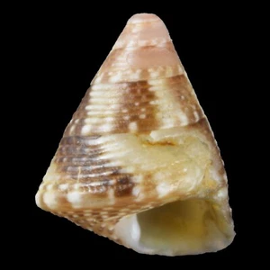 JUJUBINUS STRIATUS (Garbet, Girona, Spagna) 5,3 mm #46806 - Foto 1 di 3