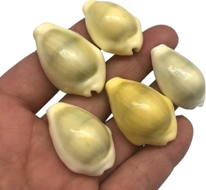 12 piezas conchas marinas Cowrie cabeza de serpiente, conchas Cyprae Caputserpentis, 1,25-1,5" - Imagen 1 de 3