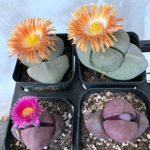 4PCS Succulent Plant Pleiospilos Nelii Schwantes(2Purple+2Green)Aizoaceae Plant - Picture 1 of 12