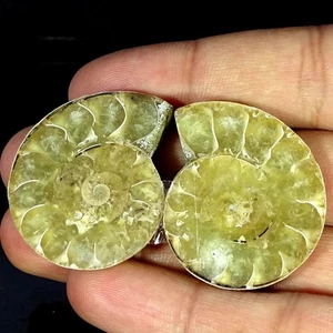 129.70 Cts Natural Ammonite Fossil Cabochon Pair Earrings Making 29X36X8MM - Picture 1 of 6