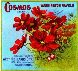 Highland San Bernardino Cosmos #3 Flowers Orange Citrus Fruit Crate Label Print - Picture 1 of 1