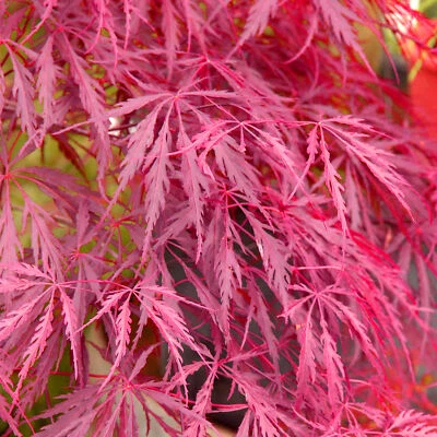 Acer palmatum 'Inaba-Shidare' | Japanese Maple Deciduous Garden Plant In Pot - Image 1 of 4