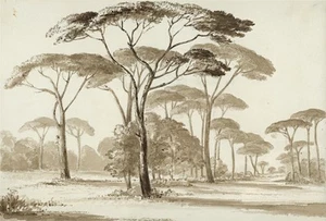 Pine Forest Ravenna Italy - Watercolour Painting - 19th Century - Grand Tour - Picture 1 of 4