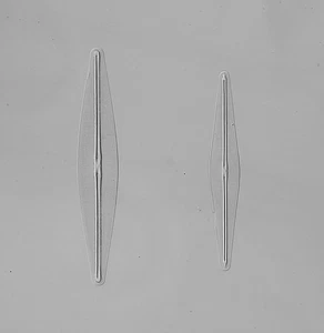 Diatom microscope slide, RI Firth, Frustulia rhomboides, Cherryfield, Maine. - Picture 1 of 2