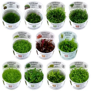 Tropica Foreground Live Aquarium Plants Aquascape Tissue Culture 1-2-Grow! Tank - Picture 1 of 61