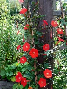 10 Graines Ipomoea × multifida, ipomea sloteri, cardinal climber - Imagen 1 de 1