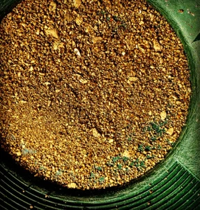 GOLD Paydirt Guaranteed Unsearched Rich with black sand + Added Gold concentrate - Picture 1 of 24