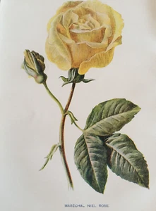 Antique c1900 Botanical Print – Marechal Niel Rose – Hulme Garden Flowers Botany - Picture 1 of 8
