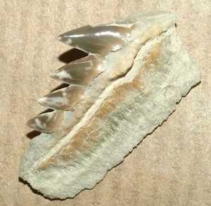 KILLER! fossil shark tooth Notorynchus kempi, Paleogene of Western Kazakhstan - Picture 1 of 11