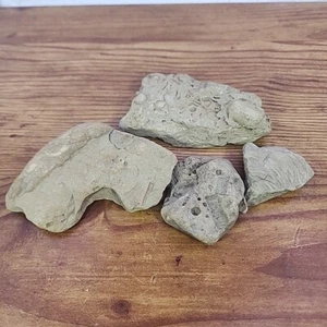 Lote de 4 fósiles de impresión de corteza petrificada de braquiópodo con caparazón Morehead Ky Kentucky - Imagen 1 de 8
