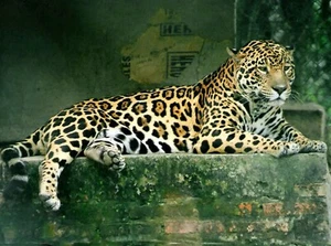 Impresión fotográfica de Jaguar 8X10 - Imagen 1 de 1