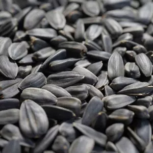 Graines de tournesol noires 25 kg - Nourriture énergétique pour oiseaux - Photo 1/2