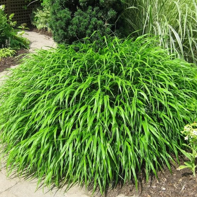 Live Japanese Forest Grass Plant – 4" Pot – Graceful Shade-Loving Ornamental - Image 1 of 4