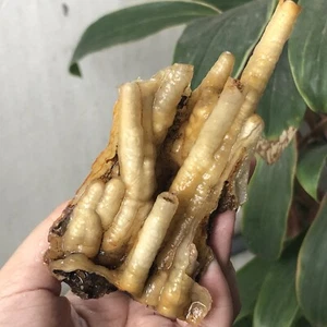 RARE!!106gr Amazing Stalactite Chalcedony From Indonesia - Picture 1 of 6