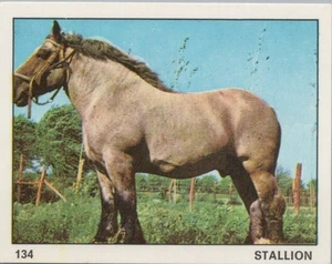 Top Sellers Card - Animals of The World - Card No 134 - Stallion - Picture 1 of 2