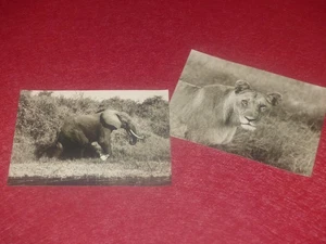 ANIMAUX D'AFRIQUE / ANONYME - 2 PHOTOS ARGENTIQUES ELEPHANT & LIONNE Ca 1970 - Imagen 1 de 8