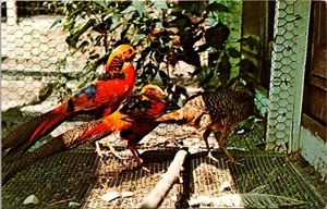 Golden Pheasants Gobblers Knob Zoo Farm Parke County Indiana Chrome Postcard E2 - Picture 1 of 2