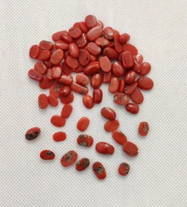 De colección Italia Coral Rojo Cabujón 100% Natural Coral Loos Piedras Preciosas 50"Crt Un Lote - Imagen 1 de 8