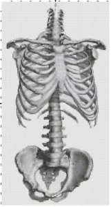 Illustrazione medica costole e colonna vertebrale fatta a mano contato punto croce modello tabella - Foto 1 di 1