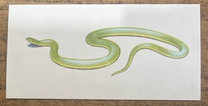 Vintage - 1962 - Gelles Widmer - Reptile CARD -36. Smooth Green Snake - Picture 1 of 2
