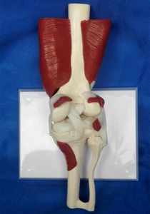 Kniegelenk Anatomie Mensch Medizinisches Modell Krankenhaus Labor Schulausrüstung - Bild 1 von 4