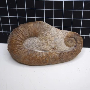Fósil de amonita heteromorfo anciloceras cretácico de 103 mm - Imagen 1 de 9