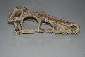 EX großer Dinosaurier Schädel 30x10x12 cm geeignet für Vivarien & Aquarien Schlangen - Bild 1 von 7