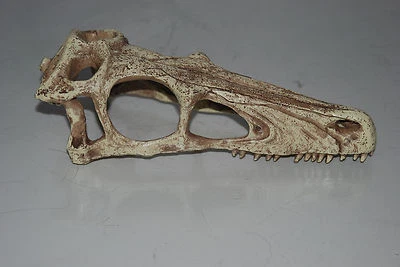 FMR Large Dinosaur Skull 24 x 8 x 9 cms Suitable for Vivariums & Aquariums Snakes