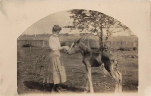 Young Woman Feeding Colt   Fence In background. Vintage RPPC - Picture 1 of 2