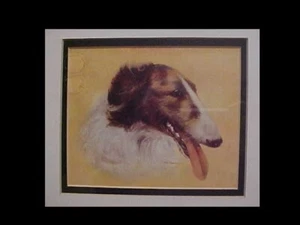 Borzoi print - Picture 1 of 1