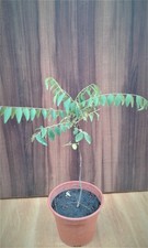 Pokok Kari / Curry Tree