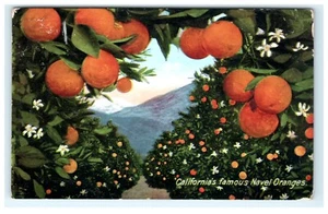 1916 W.R. Coon Orangenzüchter Pomona CA, Kalifornien Preisangebote Werbung - Bild 1 von 2