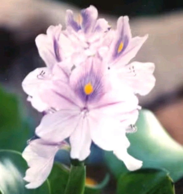 Planta de estanque de jacinto o acuario 10 grandes plantas flotantes vivas Foto 1 de 4