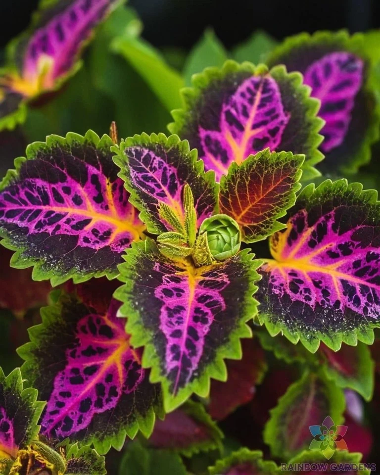 25 + Rekwiat (彩虹) Coleus 种子用于花园种植 - 美国 - 免费送货! — 第 1/1 张图片